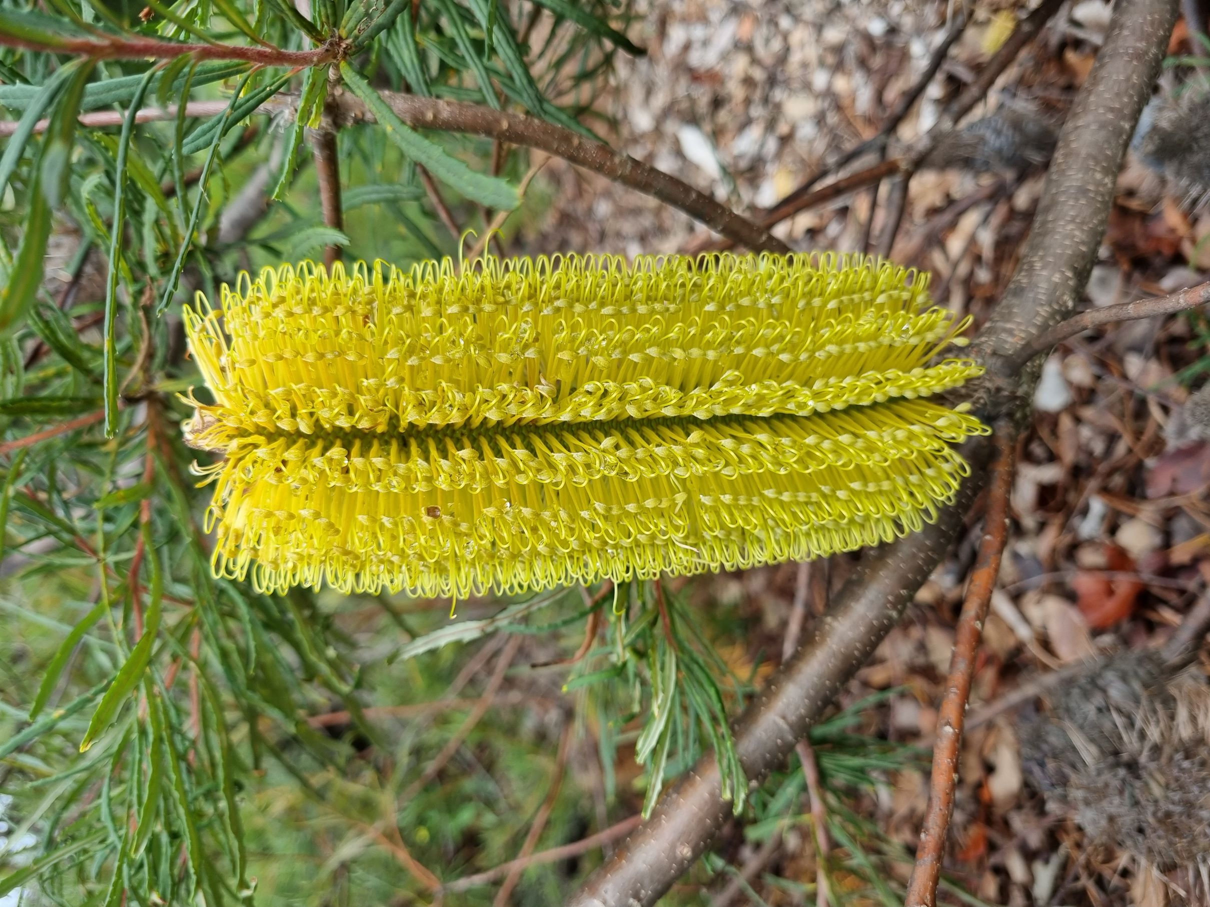 spinulosa var cunninghamii